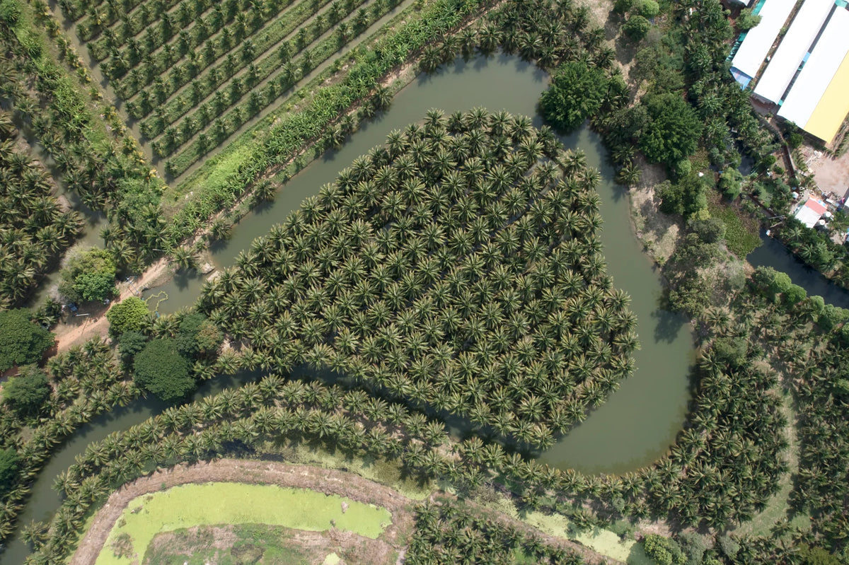 An aerial view of green coconut groves and waterways in Thailand