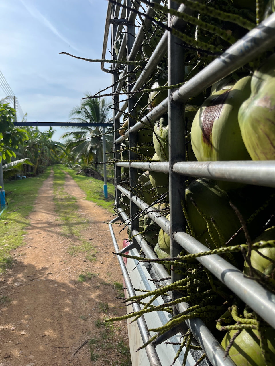 NAM HOM COCONUT WATER