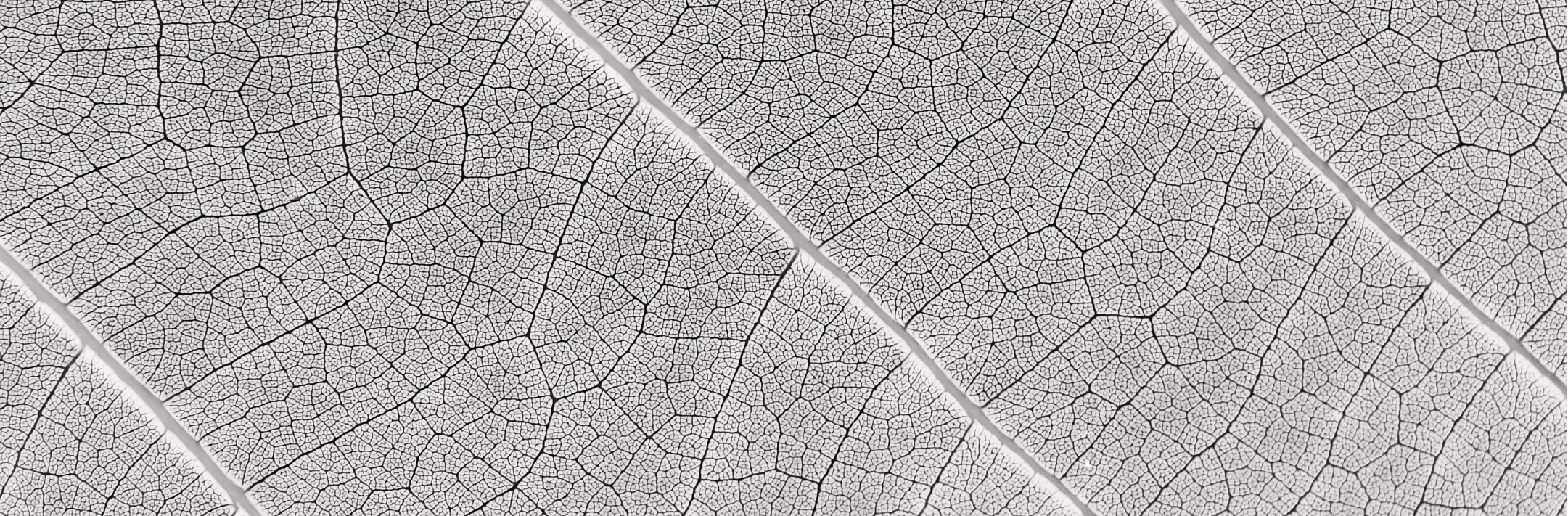 Leaf Image Banner