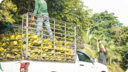 Coconuts in truck