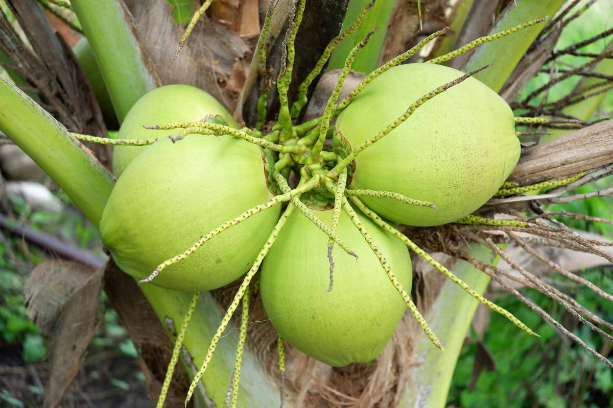 A cluster of young green Nam Hom coconuts growing on a palm in Thailand